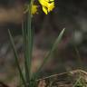 Fotografia 11 da espécie Narcissus asturiensis do Jardim Botânico UTAD