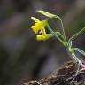 Fotografia 12 da espécie Narcissus asturiensis do Jardim Botânico UTAD