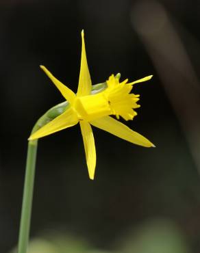Fotografia 13 da espécie Narcissus asturiensis no Jardim Botânico UTAD