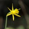 Fotografia 13 da espécie Narcissus asturiensis do Jardim Botânico UTAD