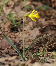 Fotografia da espécie Narcissus asturiensis