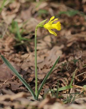 Fotografia 14 da espécie Narcissus asturiensis no Jardim Botânico UTAD