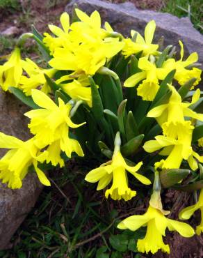 Fotografia 15 da espécie Narcissus asturiensis no Jardim Botânico UTAD
