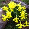 Fotografia 15 da espécie Narcissus asturiensis do Jardim Botânico UTAD