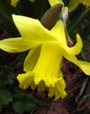 Fotografia 16 da espécie Narcissus asturiensis no Jardim Botânico UTAD