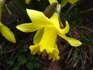 Fotografia da espécie Narcissus asturiensis