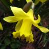 Fotografia 16 da espécie Narcissus asturiensis do Jardim Botânico UTAD