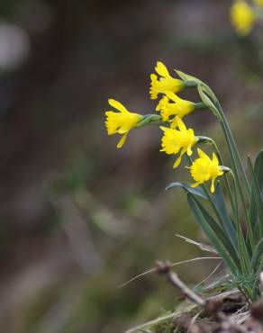 Fotografia 17 da espécie Narcissus asturiensis no Jardim Botânico UTAD