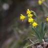 Fotografia 17 da espécie Narcissus asturiensis do Jardim Botânico UTAD