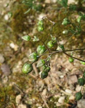 Fotografia 10 da espécie Spergula morisonii no Jardim Botânico UTAD