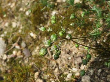 Fotografia da espécie Spergula morisonii