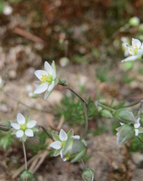 Fotografia 11 da espécie Spergula morisonii no Jardim Botânico UTAD