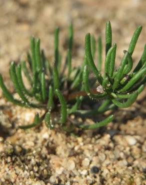 Fotografia 13 da espécie Spergula morisonii no Jardim Botânico UTAD