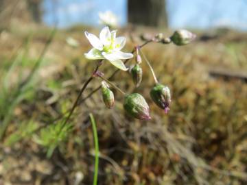 Fotografia da espécie Spergula morisonii