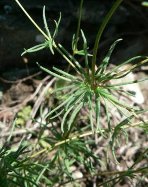 Fotografia 15 da espécie Spergula morisonii no Jardim Botânico UTAD
