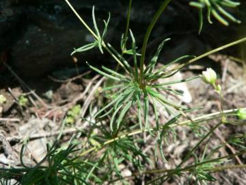 Fotografia da espécie Spergula morisonii