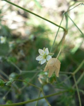 Fotografia 17 da espécie Spergula morisonii no Jardim Botânico UTAD