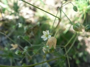 Fotografia da espécie Spergula morisonii