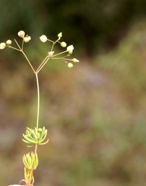 Fotografia 18 da espécie Spergula morisonii no Jardim Botânico UTAD