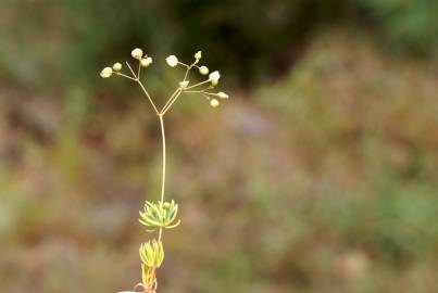 Fotografia da espécie Spergula morisonii