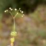 Fotografia 18 da espécie Spergula morisonii do Jardim Botânico UTAD