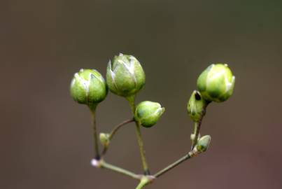 Fotografia da espécie Spergula morisonii