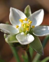 Spergula morisonii