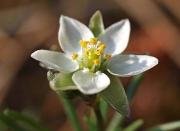 Fotografia da espécie Spergula morisonii