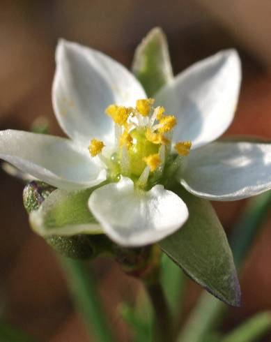 Fotografia de capa Spergula morisonii - do Jardim Botânico