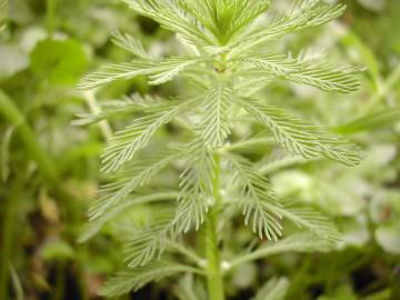 Fotografia da espécie Myriophyllum verticillatum