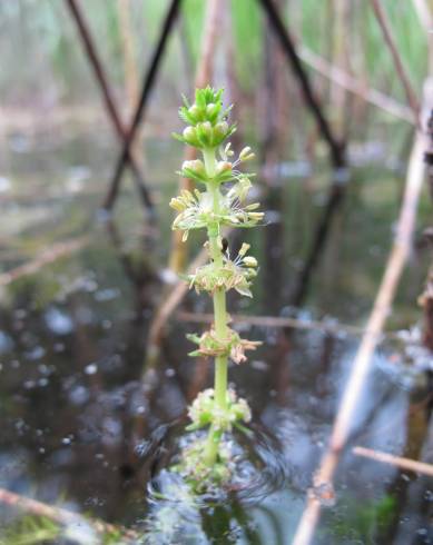 Fotografia de capa Myriophyllum verticillatum - do Jardim Botânico