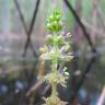 Fotografia 6 da espécie Myriophyllum verticillatum do Jardim Botânico UTAD