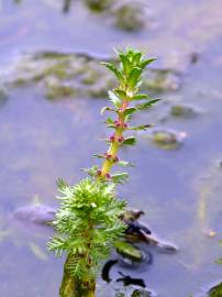 Fotografia da espécie Myriophyllum verticillatum