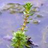 Fotografia 7 da espécie Myriophyllum verticillatum do Jardim Botânico UTAD