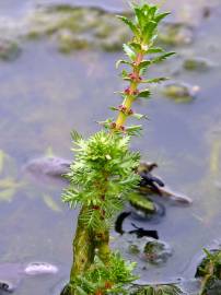 Fotografia da espécie Myriophyllum verticillatum