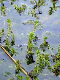 Fotografia da espécie Myriophyllum verticillatum