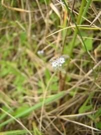 Fotografia da espécie Myosotis stricta