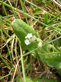 Fotografia da espécie Myosotis stricta