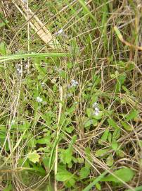 Fotografia da espécie Myosotis stricta