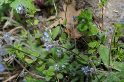 Fotografia da espécie Myosotis stricta