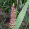 Fotografia 5 da espécie Setaria viridis do Jardim Botânico UTAD