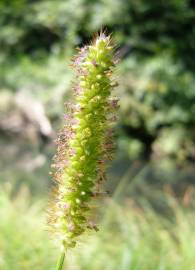 Fotografia da espécie Setaria viridis