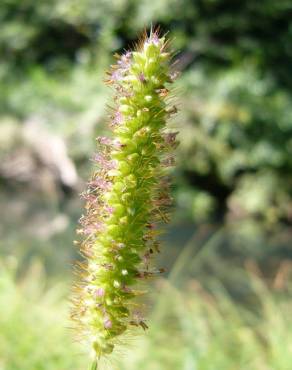 Fotografia 9 da espécie Setaria viridis no Jardim Botânico UTAD