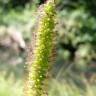 Fotografia 9 da espécie Setaria viridis do Jardim Botânico UTAD