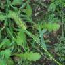 Fotografia 10 da espécie Setaria viridis do Jardim Botânico UTAD
