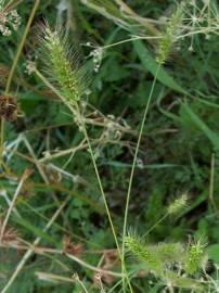 Fotografia da espécie Setaria viridis