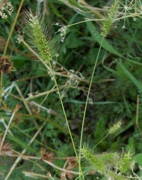 Fotografia 11 da espécie Setaria viridis no Jardim Botânico UTAD