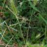 Fotografia 11 da espécie Setaria viridis do Jardim Botânico UTAD