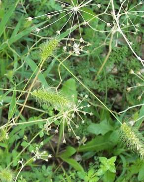 Fotografia 12 da espécie Setaria viridis no Jardim Botânico UTAD