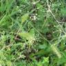 Fotografia 12 da espécie Setaria viridis do Jardim Botânico UTAD
